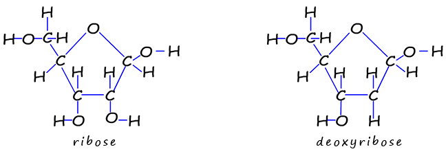 structure of ribose sugar and deoxyribose